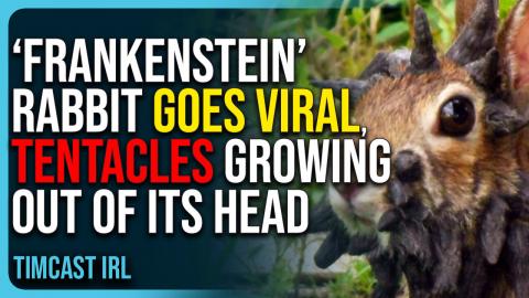 Insane ‘Frankenstein’ Rabbit Goes Viral, Has Creepy Tentacles Growing Out of Its Head