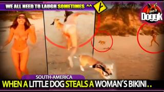 WHEN A LITTLE DOG STEALS A WOMAN'S BIKINI.. (SOUTH-AMERICA) >> FUNNY !! DON'T MISS THIS ONE ^^