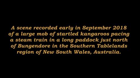 Kangaroos racing a steam train
