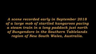 Kangaroos racing a steam train