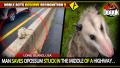 MAN SAVES OPOSSUM STUCK IN THE MIDDLE OF A HIGHWAY.. (LONG ISLAND, USA) >> NOBLE ACTS DESERVE RECOGNITION !!