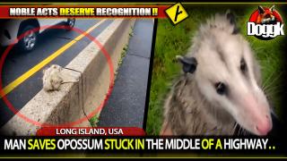 MAN SAVES OPOSSUM STUCK IN THE MIDDLE OF A HIGHWAY.. (LONG ISLAND, USA) >> NOBLE ACTS DESERVE RECOGNITION !!