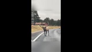 Desperate elk blocked traffic until someone saved his friend