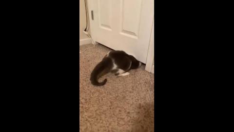 44 seconds - how Jack the Kat becomes meat slice and gets under the car seat