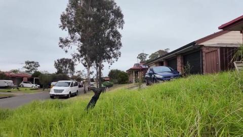 Forget Mowers - We Used 40 GOATS To Clear This Crazy Yard