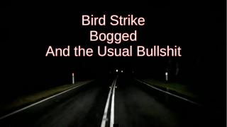 Bird Strike Bogged and The Usual Bullshit