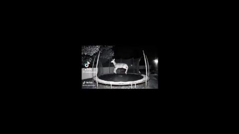 I had no clue animals got such a kick out of trampolines