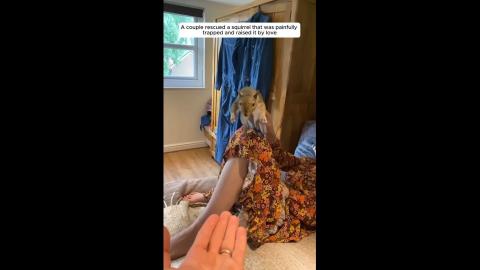 A couple rescued a squirrel that was painfully trapped and raised it by love