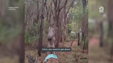 Brave Man Saves Agitated Kangaroo