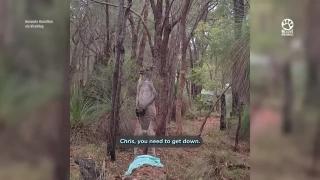 Brave Man Saves Agitated Kangaroo