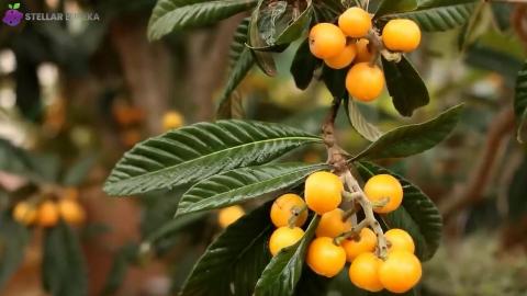 15 Forgotten Fruits Medieval Farmers Grew that Need to Come Back