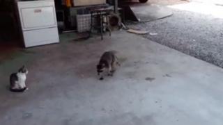 Agenda 2030, Governo e Planeta 50-50, Mestre Raccooning Raccoon