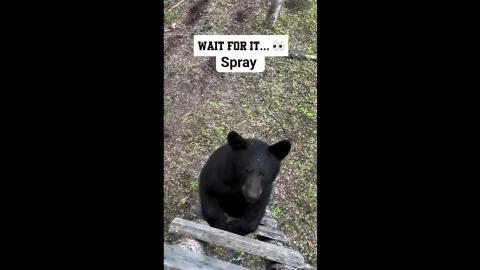 Wait for it - I guess bear spray does work   ( Amr - The Bears are NOT Friendly. They want to eat you! )