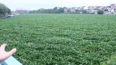MMDA Water Hyacinth Removal