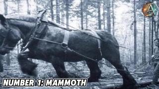 The Biggest Horses on Earth is Bigger Than Your Imagination