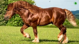 The Strongest Horses In the World - Draft Horses