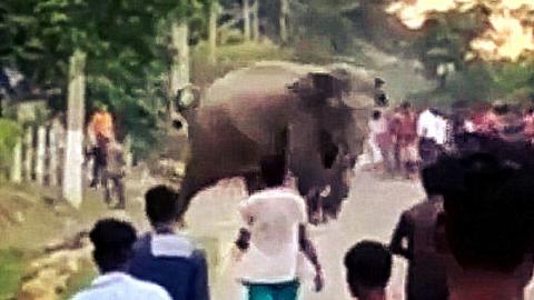 Fuck with the Elephants - They Fuck with You Back