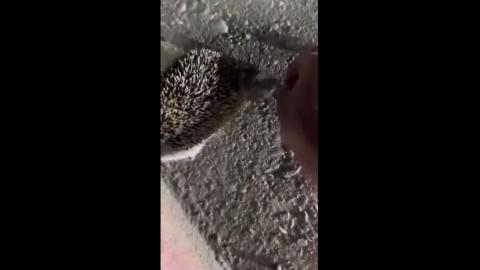 Head Job wants Help