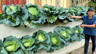 Dream Cabbage Vegetable Garden At Home, Easy With Just A Few Plastic Bottles