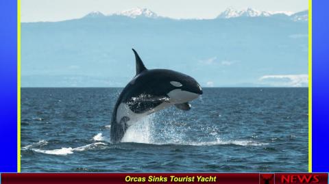 Orcas Sinks Tourist Yacht