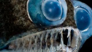 Rare video of Telescope Fish caught on camera