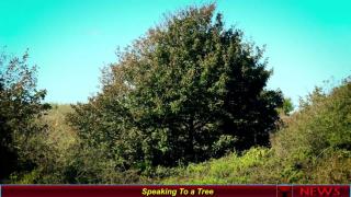 Speaking To a Tree