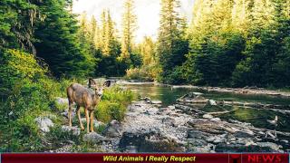 Wild Animals I Really Respect