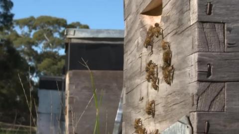 It was Killing All the Bees in Australia, and After One Year, the Results were Unbelievable
