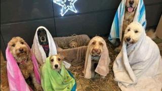 Se o homem fosse um cão, com certeza Jesus latiria!