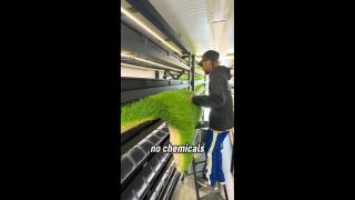 Grass Juice is Good - Fuck the Cattle