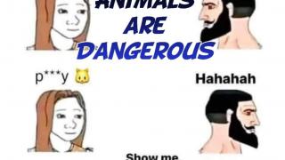 Animals are dangerous