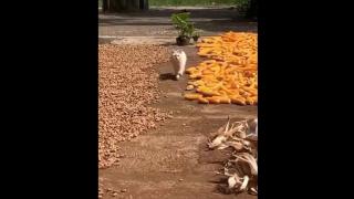 If Terrence the Butch was a Pussy Kat