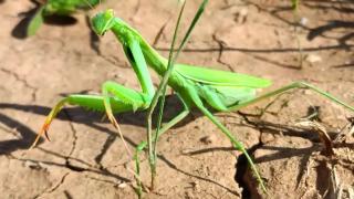 Praying Mantis Gets Watered in a Drought