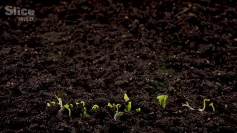 Surviving Earth's 5 Mass Extinctions