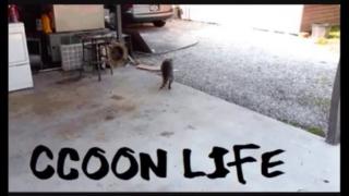 Hipergamia e quantidade de parceiros sexuais, Raccooning Raccoon mandando aquela Redpill Brava