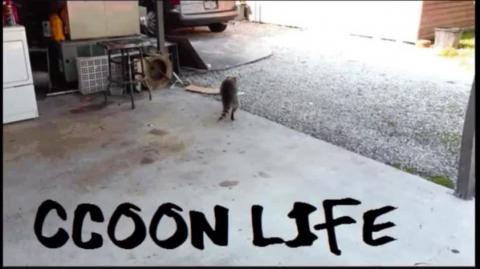 Igualitarianismo, Empoderamento e Hipergamia _ Raccooning Raccoon