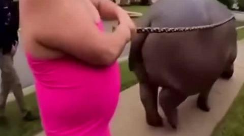 Man & his hippo