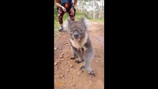 Lucky to Be Alive - Koalas are Very Dangerous