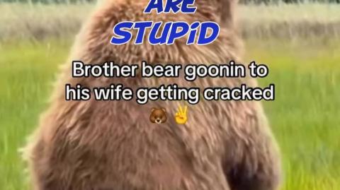Animals and humans are stupid