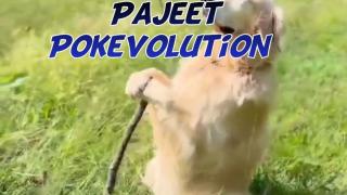 Pajeet Pokevolution
