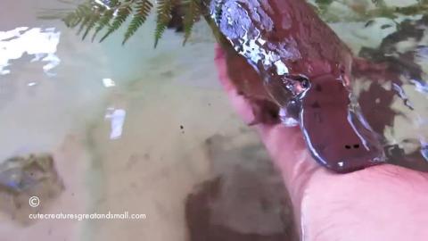 Hand Feeding and Playing With A Friendly Platypus - And yes they have poisonous spurs too.