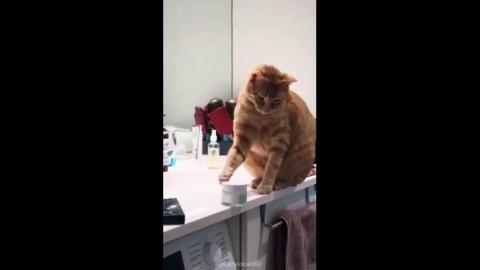 Proof positive that cat's know what they are doing