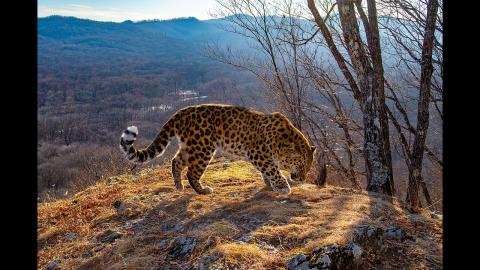 Inland Visions | Russia’s Far East: Walk on the Wild Side