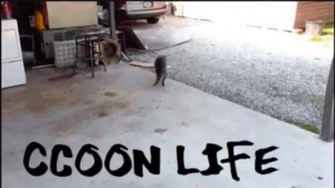 Liberação Sexual, Empoderamento e Relacionamentos _ Raccooning Raccoon