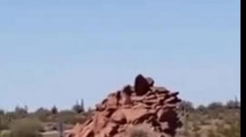 Road Runner