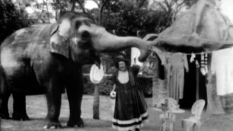 Terries Mummy Does Elephant Bonsai - Or - Dried Elephant Arrangements