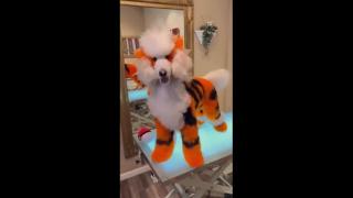 Lets get one for Hammerhand!