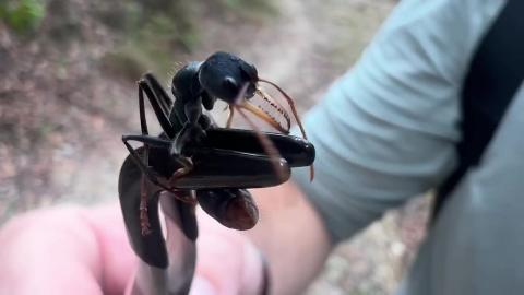 Australia's Most VENOMOUS Insect is a Living Nightmare - watch in 720p for details.