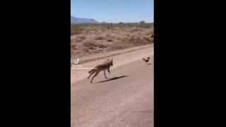 Road Runner