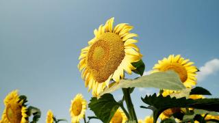 Inland Visions | Kuban: Russia’s Sun-Drenched Breadbasket